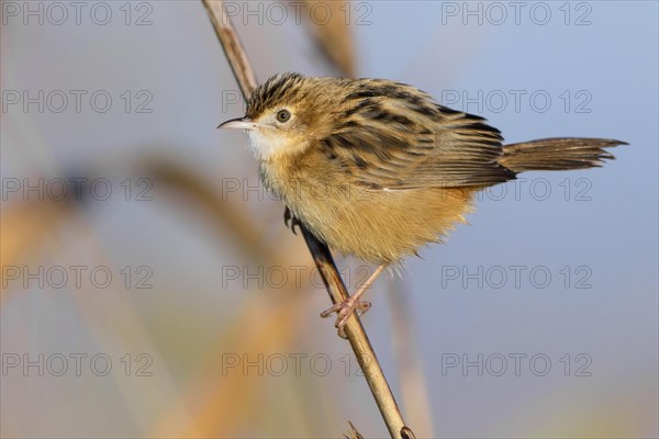 Zitting Cisticola