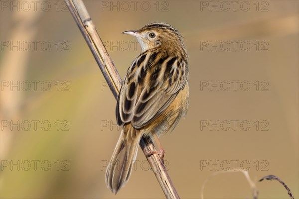 Zitting Cisticola