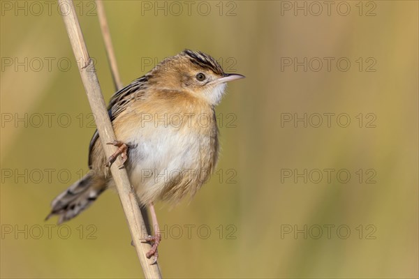 Zitting Cisticola