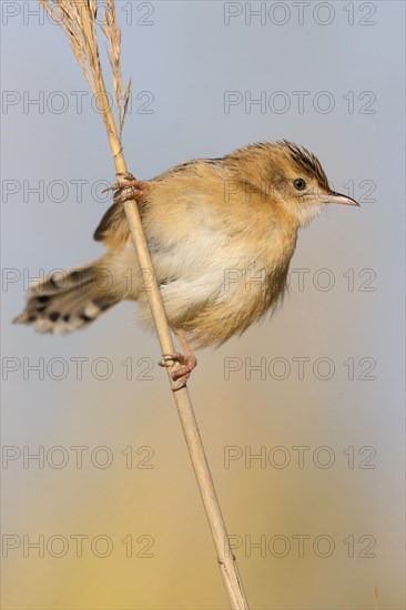 Zitting Cisticola