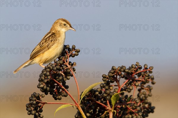 Zitting Cisticola