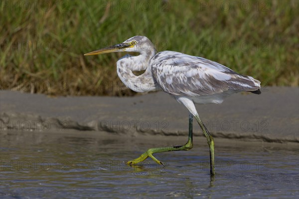 Arabian Reef-Egret