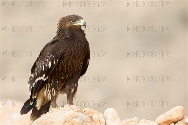 Greater Spotted Eagle