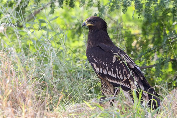 Greater Spotted Eagle