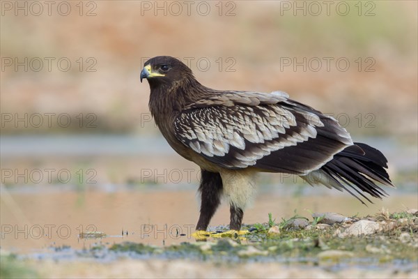 Greater Spotted Eagle