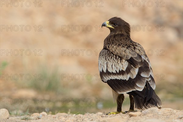 Greater Spotted Eagle