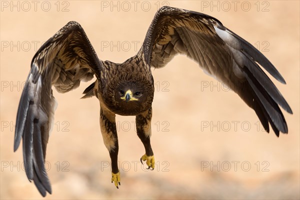 Greater Spotted Eagle