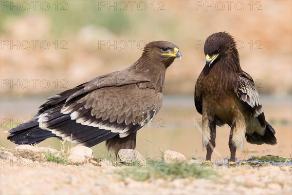 Steppe Eagle