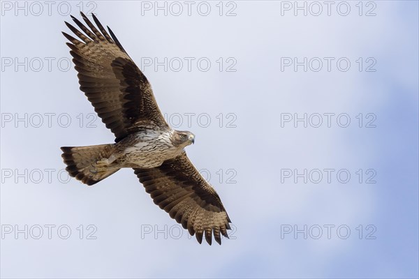 Bonelli's Eagle