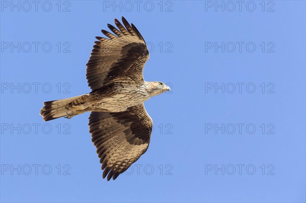 Bonelli's Eagle