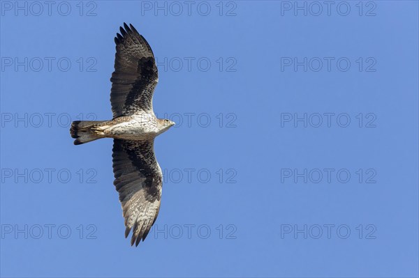 Bonelli's Eagle