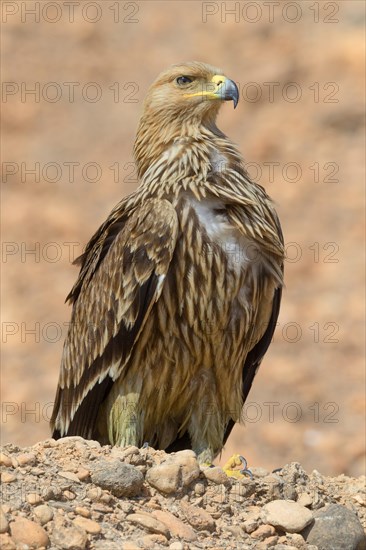 Imperial Eagle or Eastern Imperial Eagle