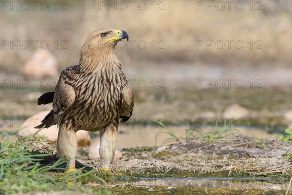 Imperial Eagle or Eastern Imperial Eagle