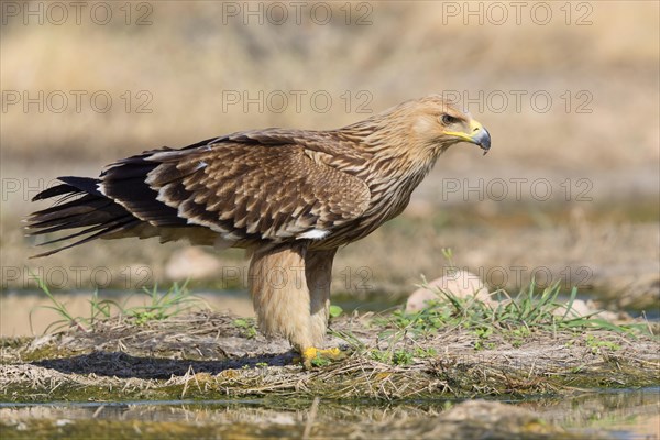 Imperial Eagle or Eastern Imperial Eagle