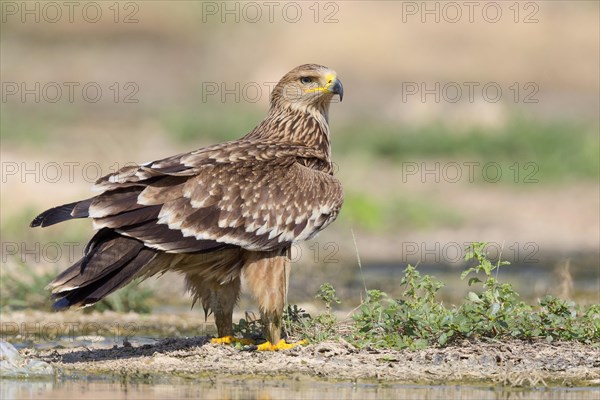 Imperial Eagle or Eastern Imperial Eagle