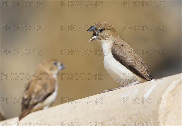 African Silverbill