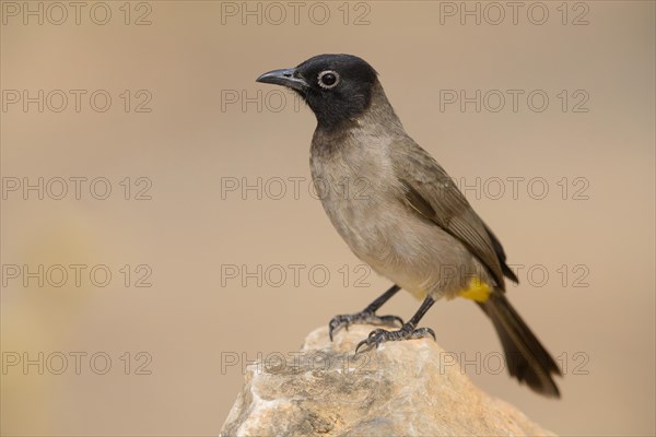 White-spectacled Bulbul