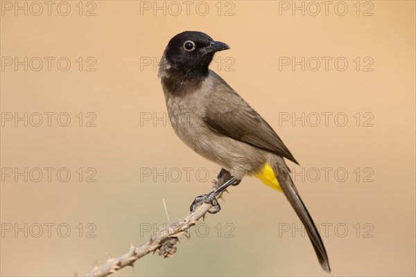 White-spectacled Bulbul