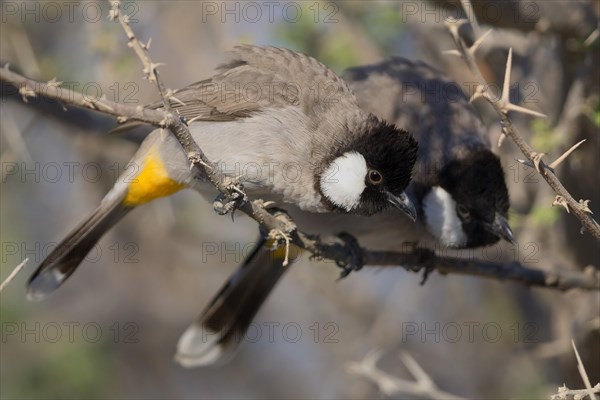 White-eared Bulbul