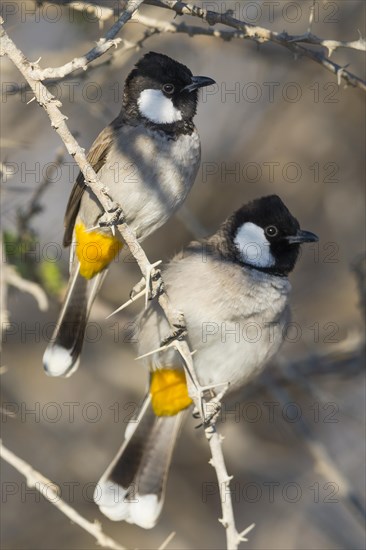 White-eared Bulbul