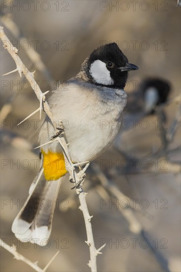 White-eared Bulbul