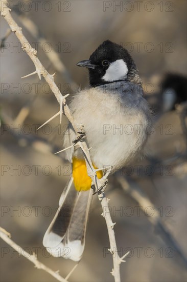 White-eared Bulbul