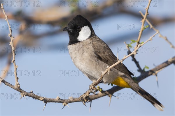 White-eared Bulbul