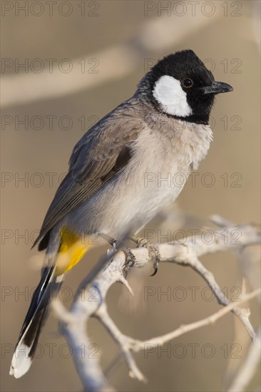 White-eared Bulbul