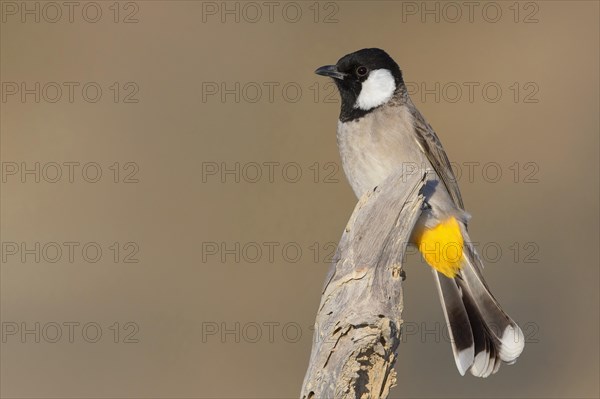 White-eared Bulbul