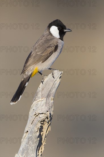 White-eared Bulbul