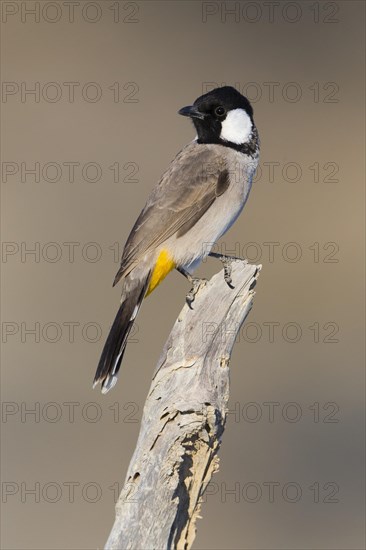 White-eared Bulbul