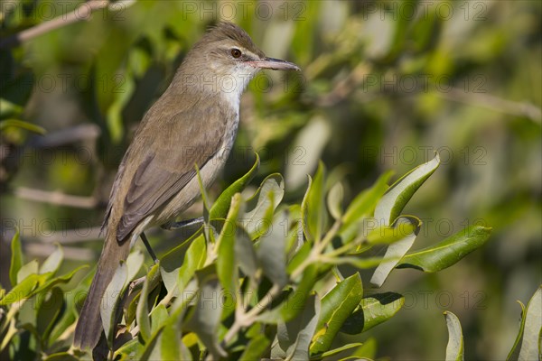 Clamorous Reed Warbler