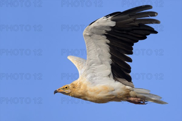 Egyptian Vulture