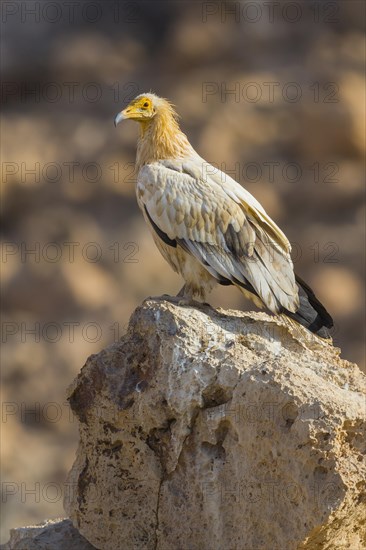 Egyptian Vulture