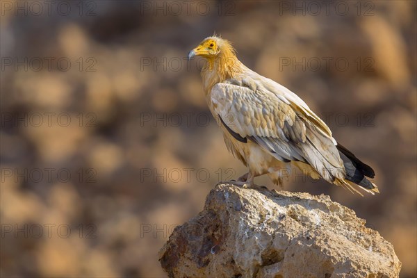 Egyptian Vulture