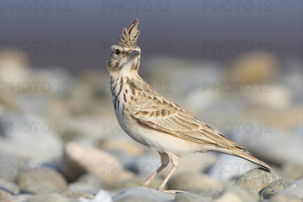 Crested Lark