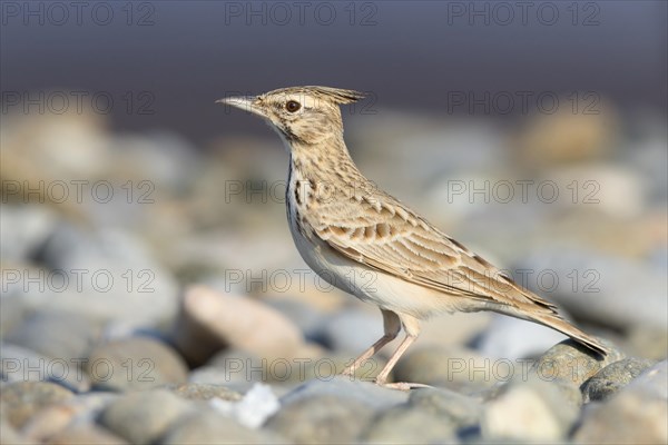 Crested Lark