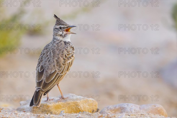 Crested Lark