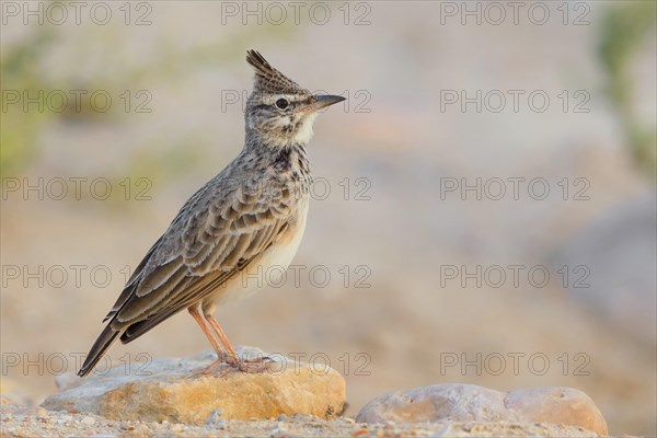 Crested Lark