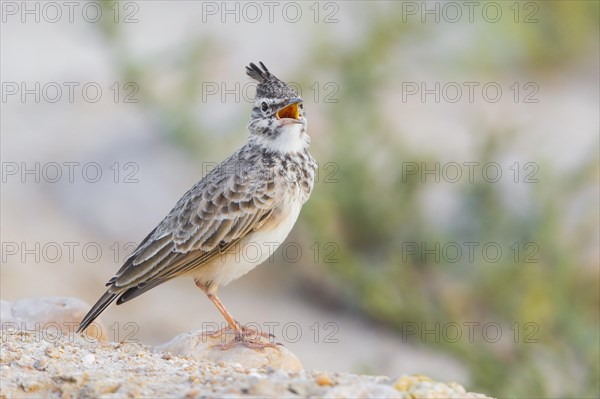 Crested Lark