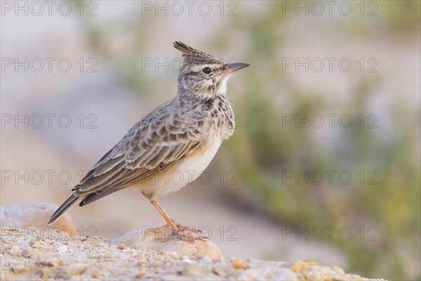 Crested Lark