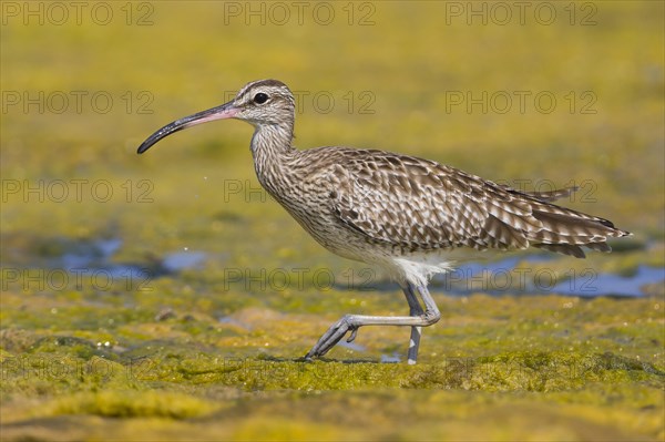 Eurasian Whimbrel