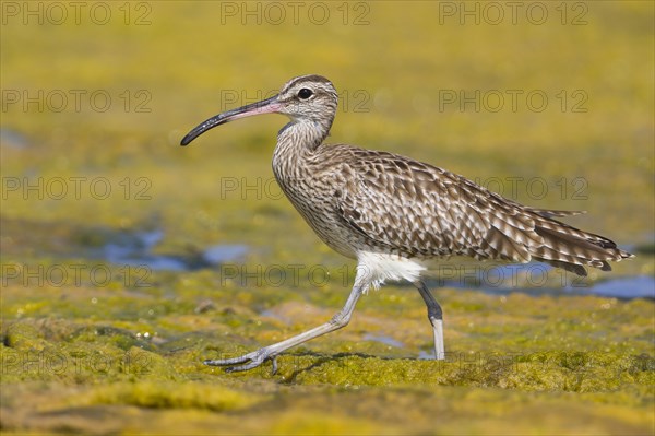 Eurasian Whimbrel