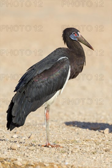 Abdim's Stork