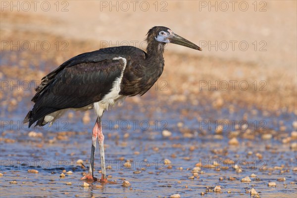 Abdim's Stork