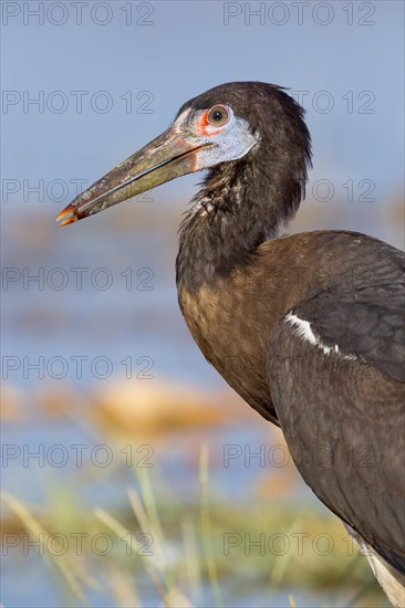 Abdim's Stork