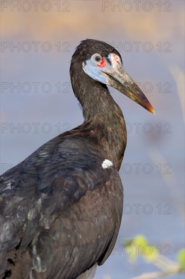 Abdim's Stork