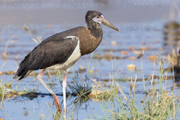 Abdim's Stork