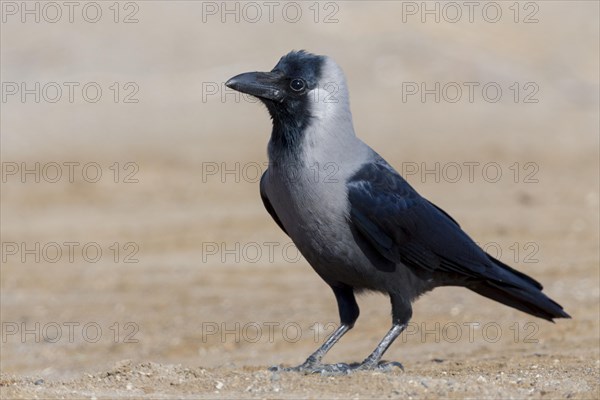 House Crow