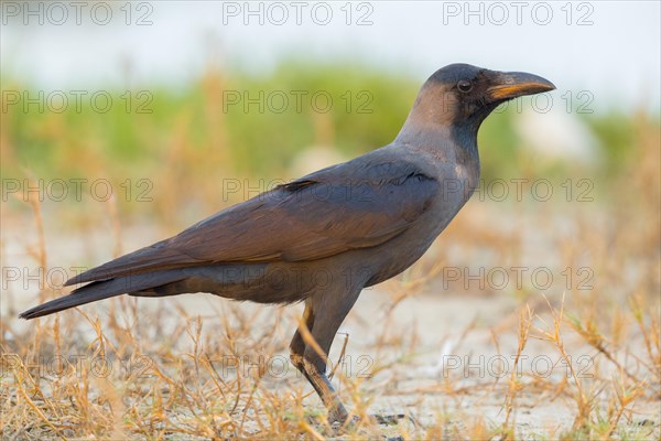 House Crow